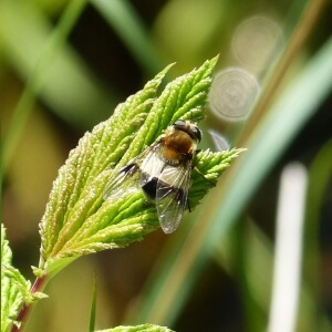 Weißbandschwebfliege
