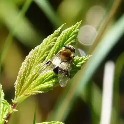 Foto von Weißbandschwebfliege (Leucozona lucorum)