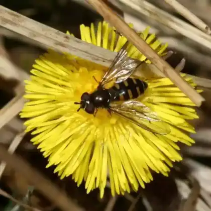 Foto von Frühe Frühlingsschwebfliege (Melangyna lasiophthalma)