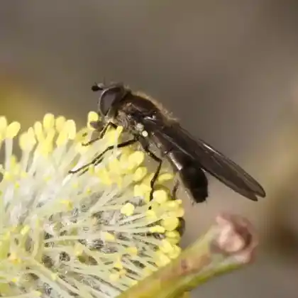 Foto von Vierfleck-Frühlingsschwebfliege (Melangyna quadrimaculata)