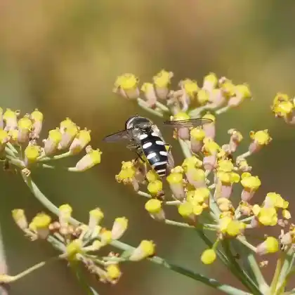 Foto von Dolden-Frühlingsschwebfliege (Melangyna umbellatarum)