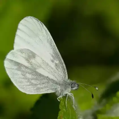 Foto von Leguminosen-Weißling (Leptidea sinapis)