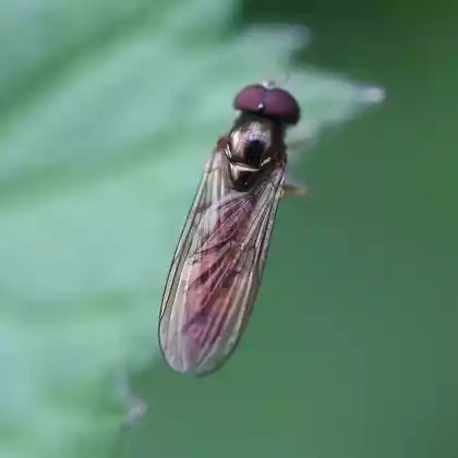 Foto von Matte Schwarzkopfschwebfliege (Melanostoma scalare)