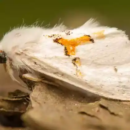 Foto von Weißer Zahnspinner (Leucodonta bicoloria)