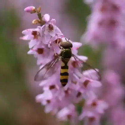 Foto von Späte Frühlingsschwebfliege (Meliscaeva cinctella)