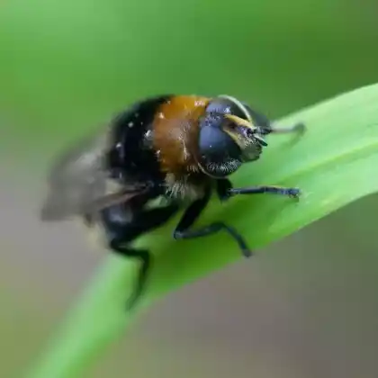 Foto von Gemeine Narzissenschwebfliege (Merodon equestris)