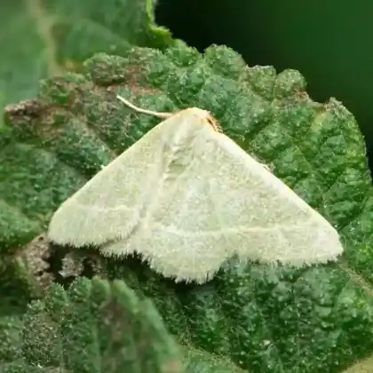 Foto von Pappelspinner (Leucoma salicis)