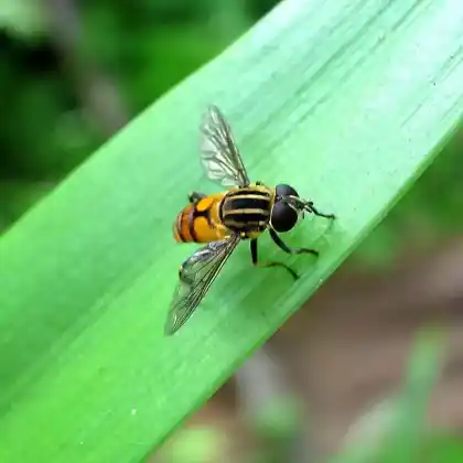 Foto von Sumpfkeilfleckschwebfliege (Mesembrius peregrinus)