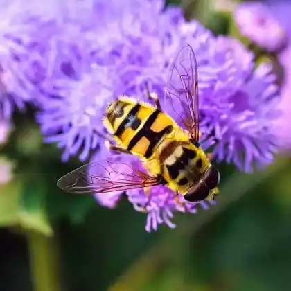 Foto von Totenkopfschwebfliege (Myathropa florea)