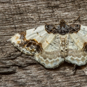 Pfaffenhütchen-Harlekin