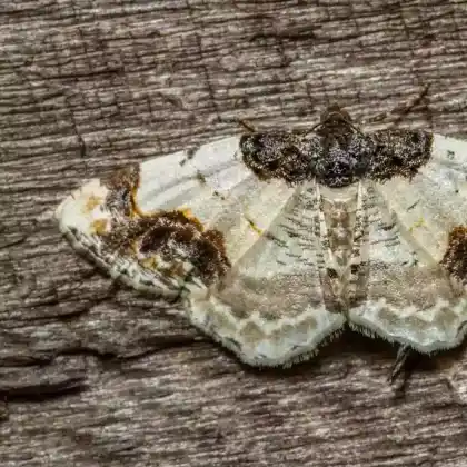 Foto von Pfaffenhütchen-Harlekin (Ligdia adustata)