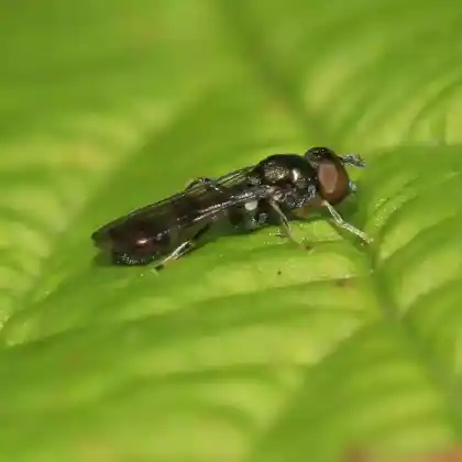 Foto von Gemeine Nadelschwebfliege (Neoascia podagrica)