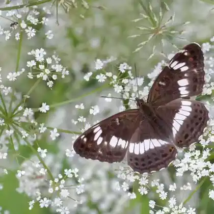 Foto von Kleiner Eisvogel (Limenitis camilla)