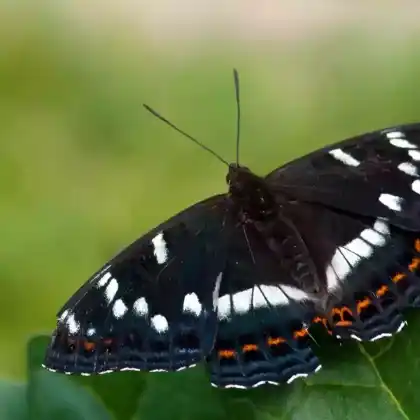 Foto von Großer Eisvogel (Limenitis populi)