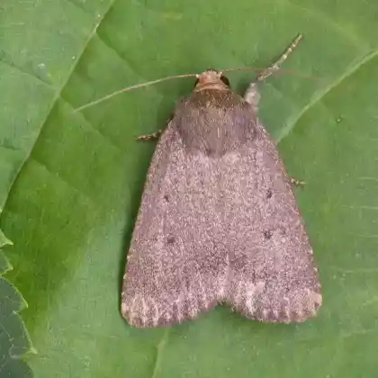 Foto von Bocksbarteule (Amphipyra tragopoginis)