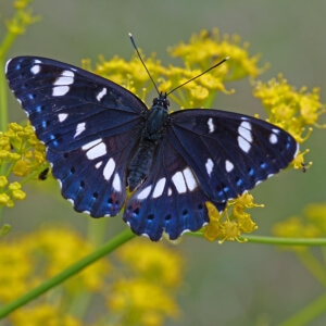 Blauschwarzer Eisvogel