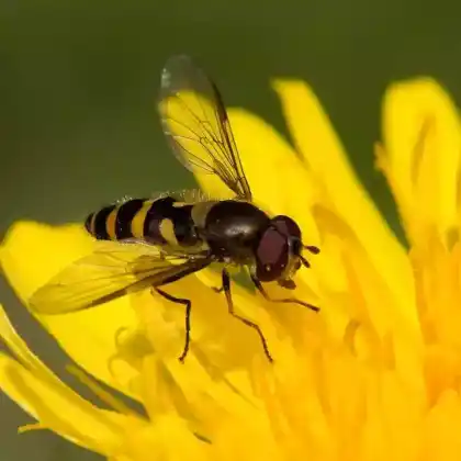 Foto von Helle Blattlausschwebfliege (Parasyrphus annulatus)