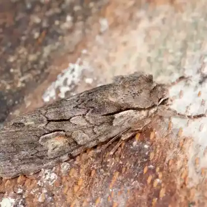 Foto von Braungraue Holzeule (Lithophane furcifera)