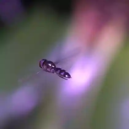 Foto von Graue Breitfußschwebfliege (Platycheirus albimanus)
