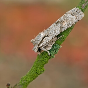 Hellgraue Holzeule