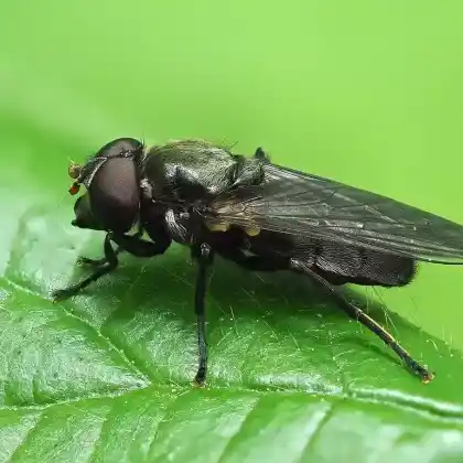 Foto von Gefleckte Bärlauchschwebfliege (Portevinia maculata)
