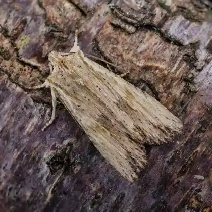 Foto von Gelbbraune Holzeule (Lithophane socia)