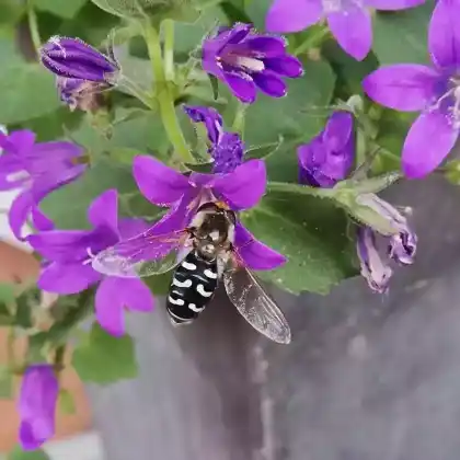 Foto von Späte Großstirnschwebfliege (Scaeva pyrastri)