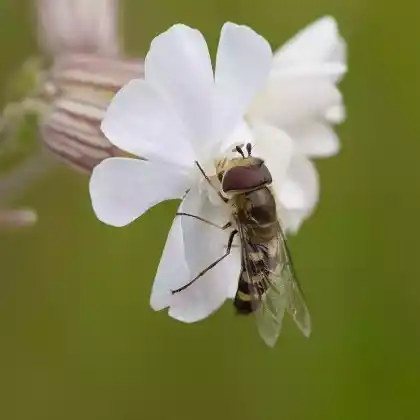 Foto von Frühe Großstirnschwebfliege (Scaeva selenitica)