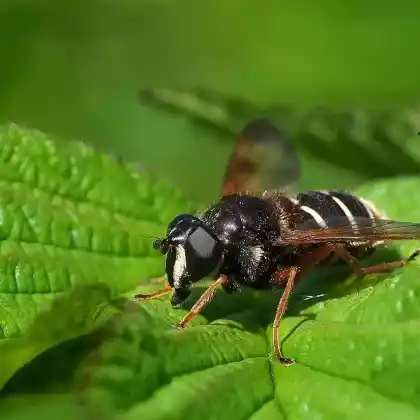 Foto von Weißband-Torfschwebfliege (Sericomyia lappona)