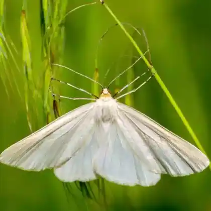 Foto von Mehlspanner (Lithostege farinata)