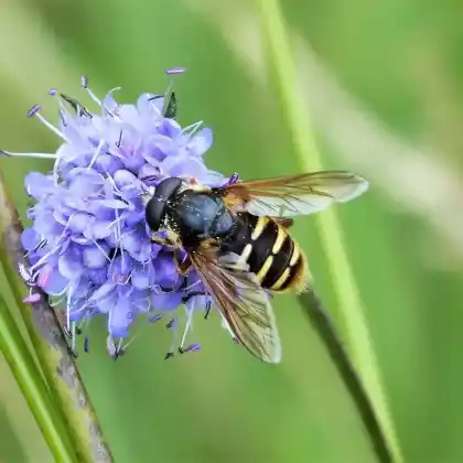 Foto von Große Torfschwebfliege (Sericomyia silentis)
