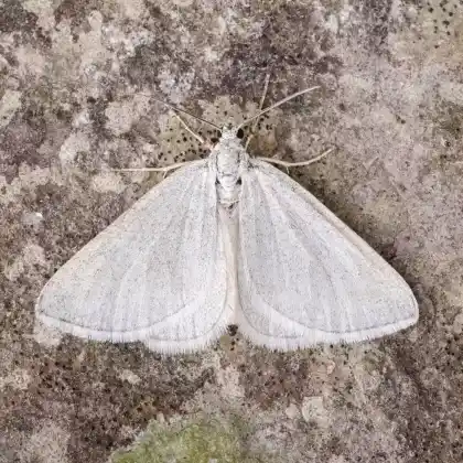Foto von Grauer Mehlspanner (Lithostege griseata)