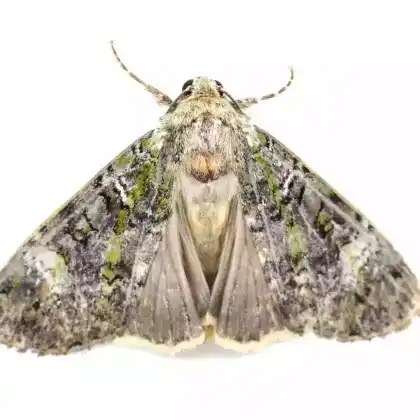 Foto von Große Grüne Erdeule (Anaplectoides prasina)