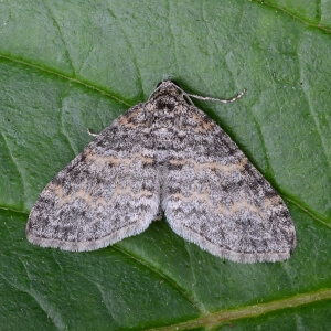 Grauer Lappenspanner