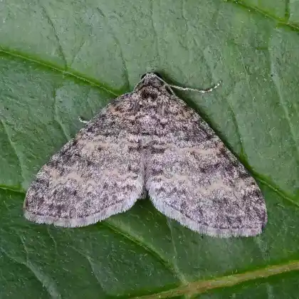 Foto von Grauer Lappenspanner (Lobophora halterata)