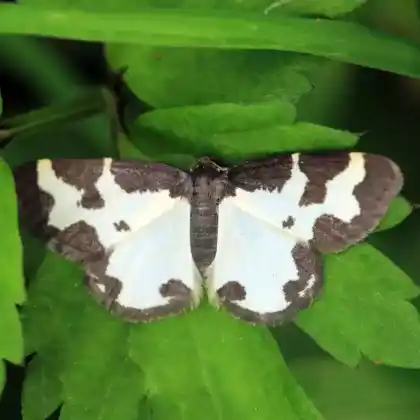 Foto von Vogelschmeiß-Spanner (Lomaspilis marginata)