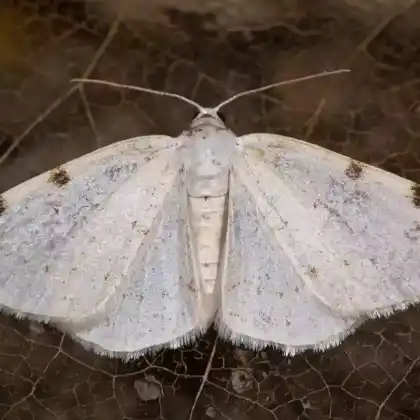 Foto von Zweifleck-Weißspanner (Lomographa bimaculata)