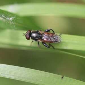 Keulen-Grashalmschwebfliege