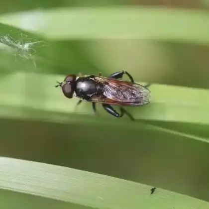 Foto von Keulen-Grashalmschwebfliege (Tropidia scita)