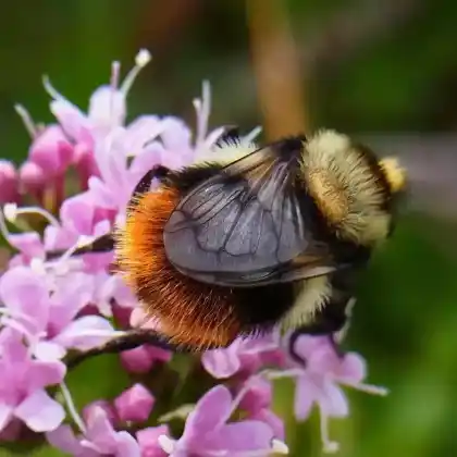 Foto von Hummel-Waldschwebfliege  (Volucella bombylans)