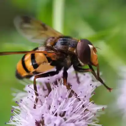 Foto von Gebänderte Waldschwebfliege (Volucella inanis)