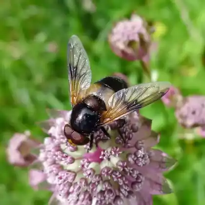 Foto von Gelbfleck-Waldschwebfliege (Volucella inflata)