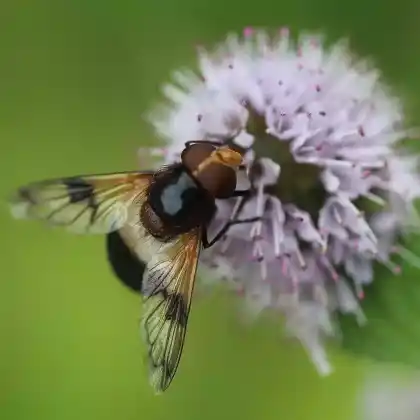 Foto von Gemeine Waldschwebfliege (Volucella pellucens)