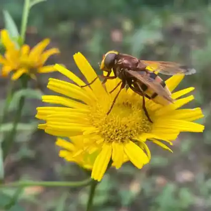 Foto von Hornissenschwebfliege (Volucella zonaria)