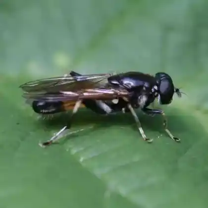 Foto von Gemeine Langbauchschwebfliege (Xylota segnis)