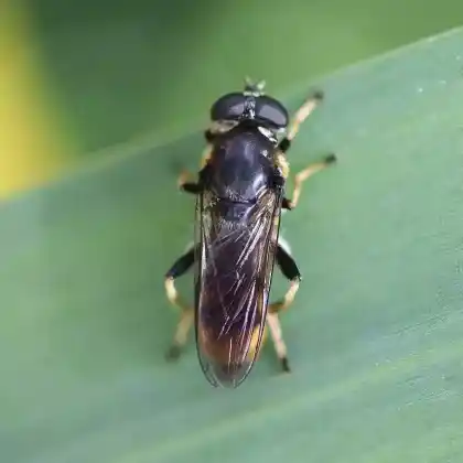 Foto von Goldhaar-Langbauchschwebfliege (Xylota sylvarum)