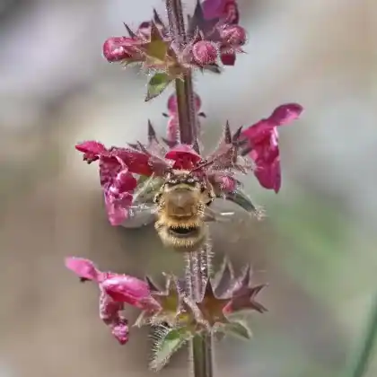 Foto von  (Anthophora crinipes)