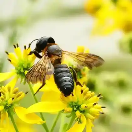 Foto von Asiatische Mörtelbiene (Megachile sculpturalis)