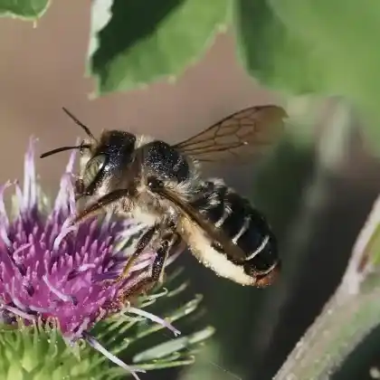 Foto von  (Lithurgus cornutus)