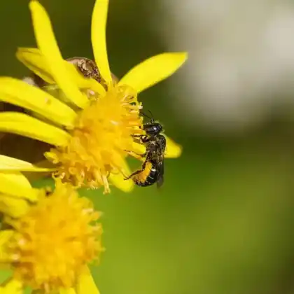 Foto von  (Heriades rubicola)